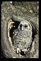 10566-00013-Barred Owl, Strix varia.jpg