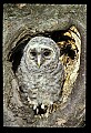 10566-00014-Barred Owl, Strix varia.jpg