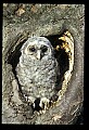 10566-00015-Barred Owl, Strix varia.jpg