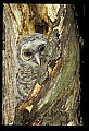 10566-00016-Barred Owl, Strix varia.jpg