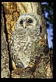 10566-00017-Barred Owl, Strix varia.jpg