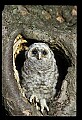 10566-00018-Barred Owl, Strix varia.jpg