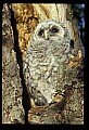 10566-00020-Barred Owl, Strix varia.jpg