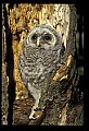 10566-00021-Barred Owl, Strix varia.jpg