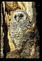 10566-00022-Barred Owl, Strix varia.jpg