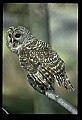 10566-00023-Barred Owl, Strix varia.jpg
