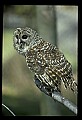 10566-00024-Barred Owl, Strix varia.jpg