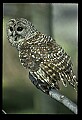 10566-00026-Barred Owl, Strix varia.jpg