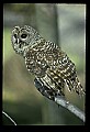 10566-00028-Barred Owl, Strix varia.jpg