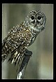 10566-00030-Barred Owl, Strix varia.jpg