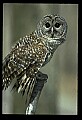 10566-00031-Barred Owl, Strix varia.jpg