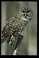 10566-00032-Barred Owl, Strix varia.jpg