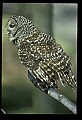 10566-00033-Barred Owl, Strix varia.jpg