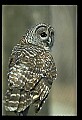 10566-00035-Barred Owl, Strix varia.jpg
