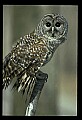 10566-00037-Barred Owl, Strix varia.jpg