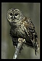 10566-00038-Barred Owl, Strix varia.jpg