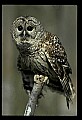 10566-00039-Barred Owl, Strix varia.jpg