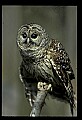 10566-00040-Barred Owl, Strix varia.jpg