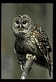 10566-00042-Barred Owl, Strix varia.jpg