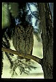 10567-00001-Screech Owl, Otus asio.jpg