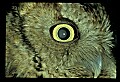 10567-00002-Screech Owl, Otus asio.jpg