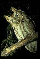 10567-00003-Screech Owl, Otus asio.jpg