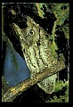 10567-00004-Screech Owl, Otus asio.jpg