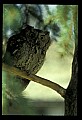 10567-00006-Screech Owl, Otus asio.jpg