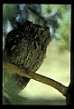 10567-00007-Screech Owl, Otus asio.jpg