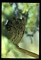 10567-00008-Screech Owl, Otus asio.jpg
