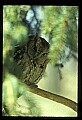 10567-00009-Screech Owl, Otus asio.jpg