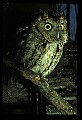 10567-00011-Screech Owl, Otus asio.jpg