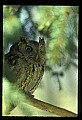 10567-00012-Screech Owl, Otus asio.jpg