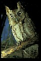 10567-00013-Screech Owl, Otus asio.jpg