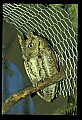 10567-00014-Screech Owl, Otus asio.jpg