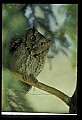 10567-00015-Screech Owl, Otus asio.jpg