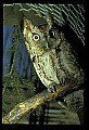 10567-00016-Screech Owl, Otus asio.jpg