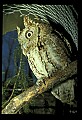 10567-00018-Screech Owl, Otus asio.jpg