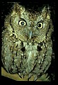 10567-00019-Screech Owl, Otus asio.jpg