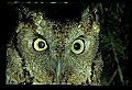 10567-00020-Screech Owl, Otus asio.jpg