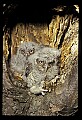 10567-00035-Screech Owl, Otus asio.jpg