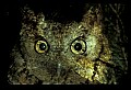 10567-00039-Screech Owl, Otus asio.jpg