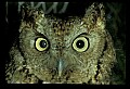 10567-00040-Screech Owl, Otus asio.jpg