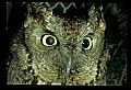 10567-00041-Screech Owl, Otus asio.jpg