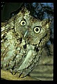 10567-00043-Screech Owl, Otus asio.jpg