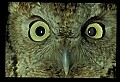 10567-00045-Screech Owl, Otus asio.jpg