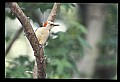 10598-00003-Red-bellied Woodpecker, Melanerpes carolinus.jpg