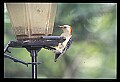 10598-00004-Red-bellied Woodpecker, Melanerpes carolinus.jpg