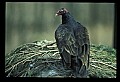 10599-00001-Vultures, Turkey Vulture, Cathartes aura.jpg