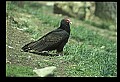 10599-00002-Vultures, Turkey Vulture, Cathartes aura.jpg